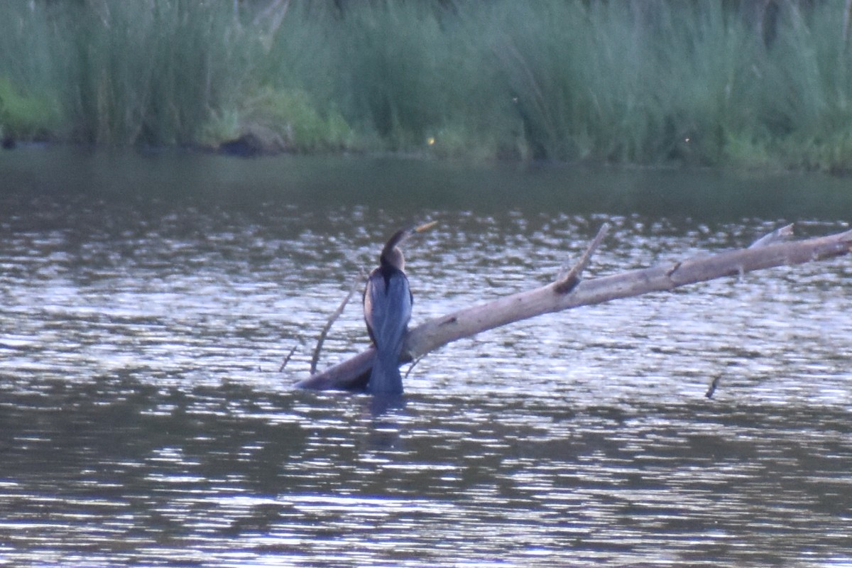 Anhinga - Jacob Skiles