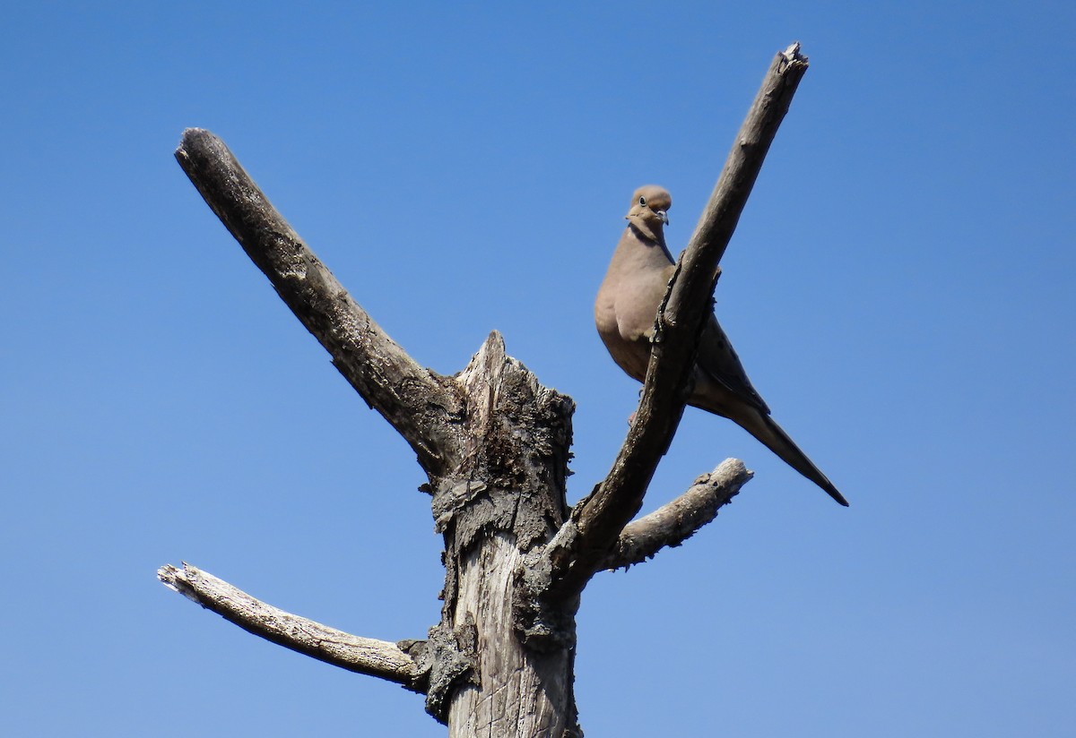 Mourning Dove - ML617272175