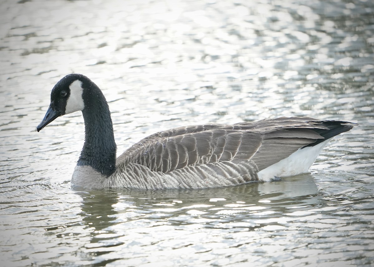 Canada Goose - ML617272235