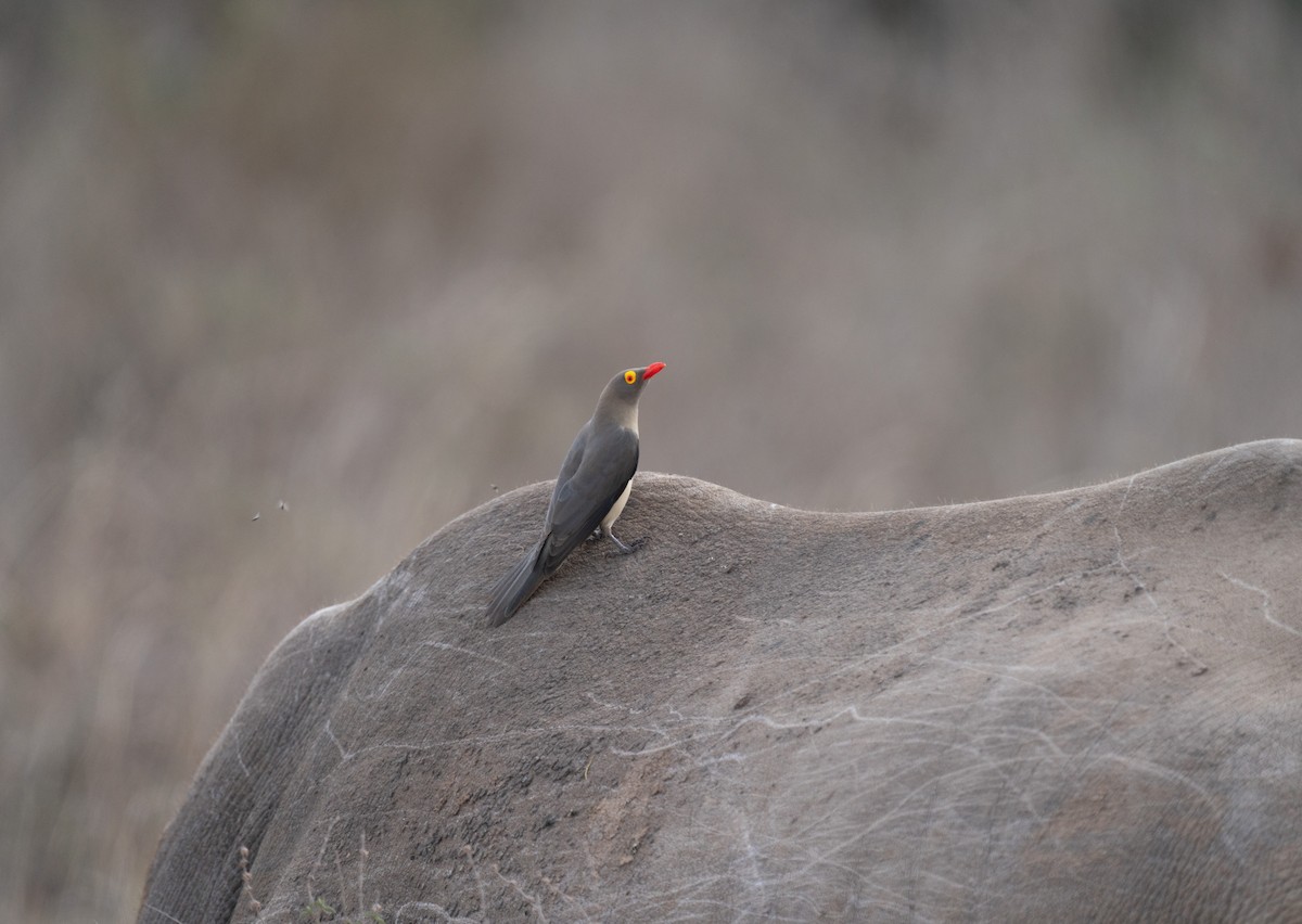Red-billed Oxpecker - ML617272239