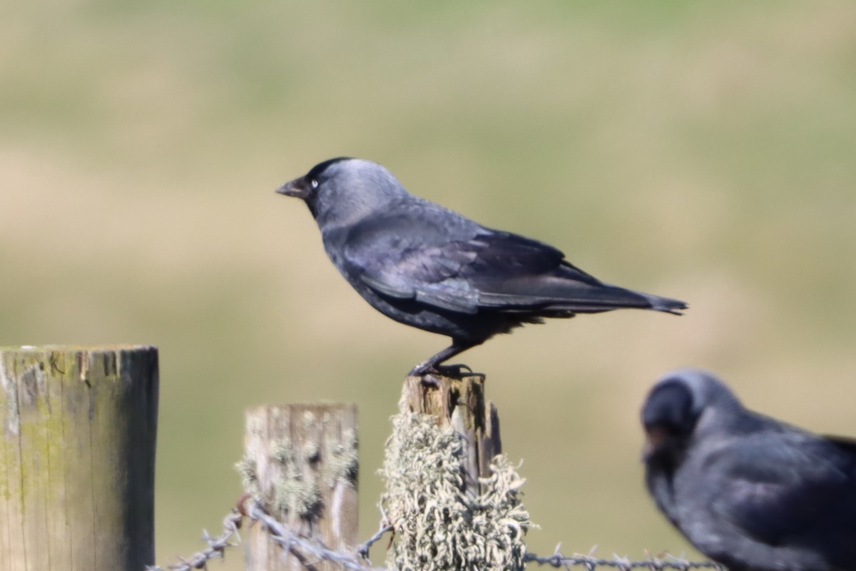 Eurasian Jackdaw - ML617272290