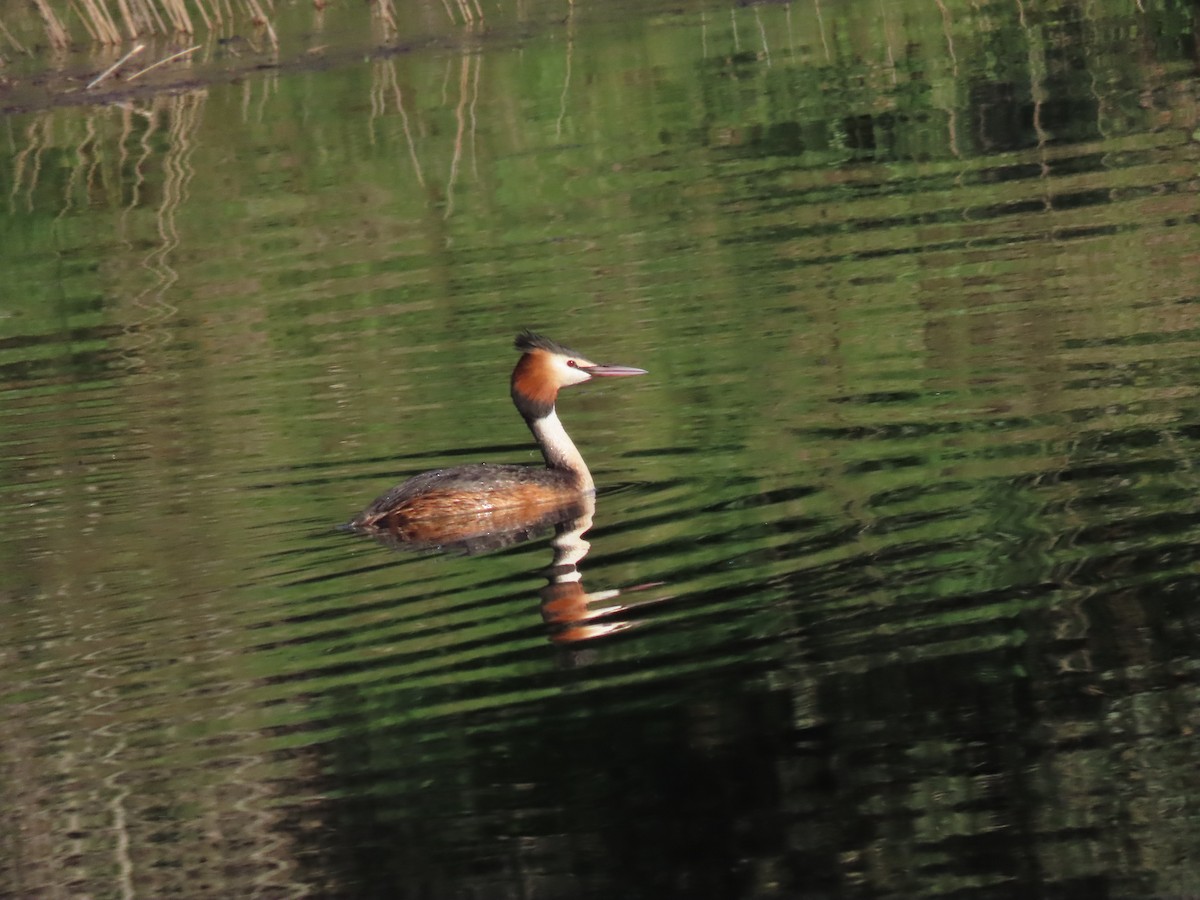 Great Crested Grebe - Miguel Diez Vaquero