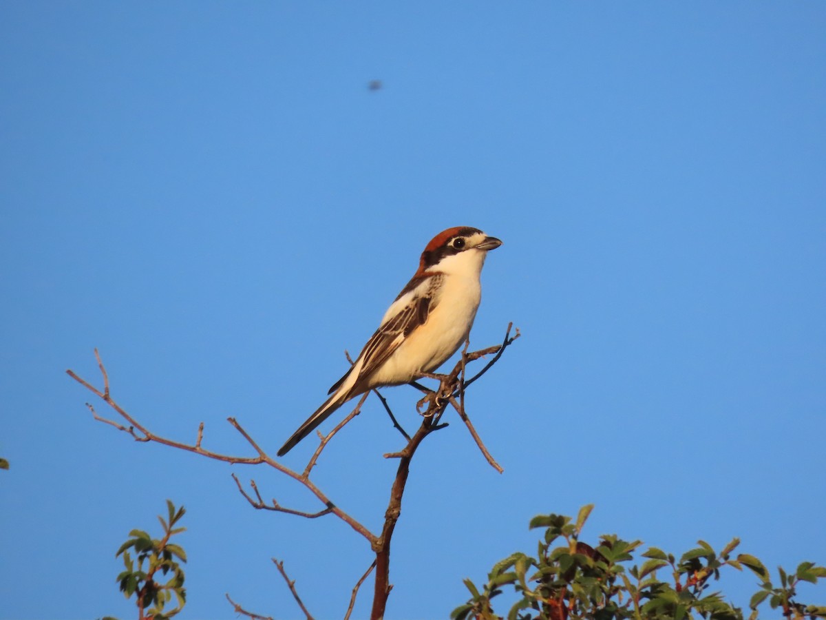 Woodchat Shrike - Miguel Diez Vaquero