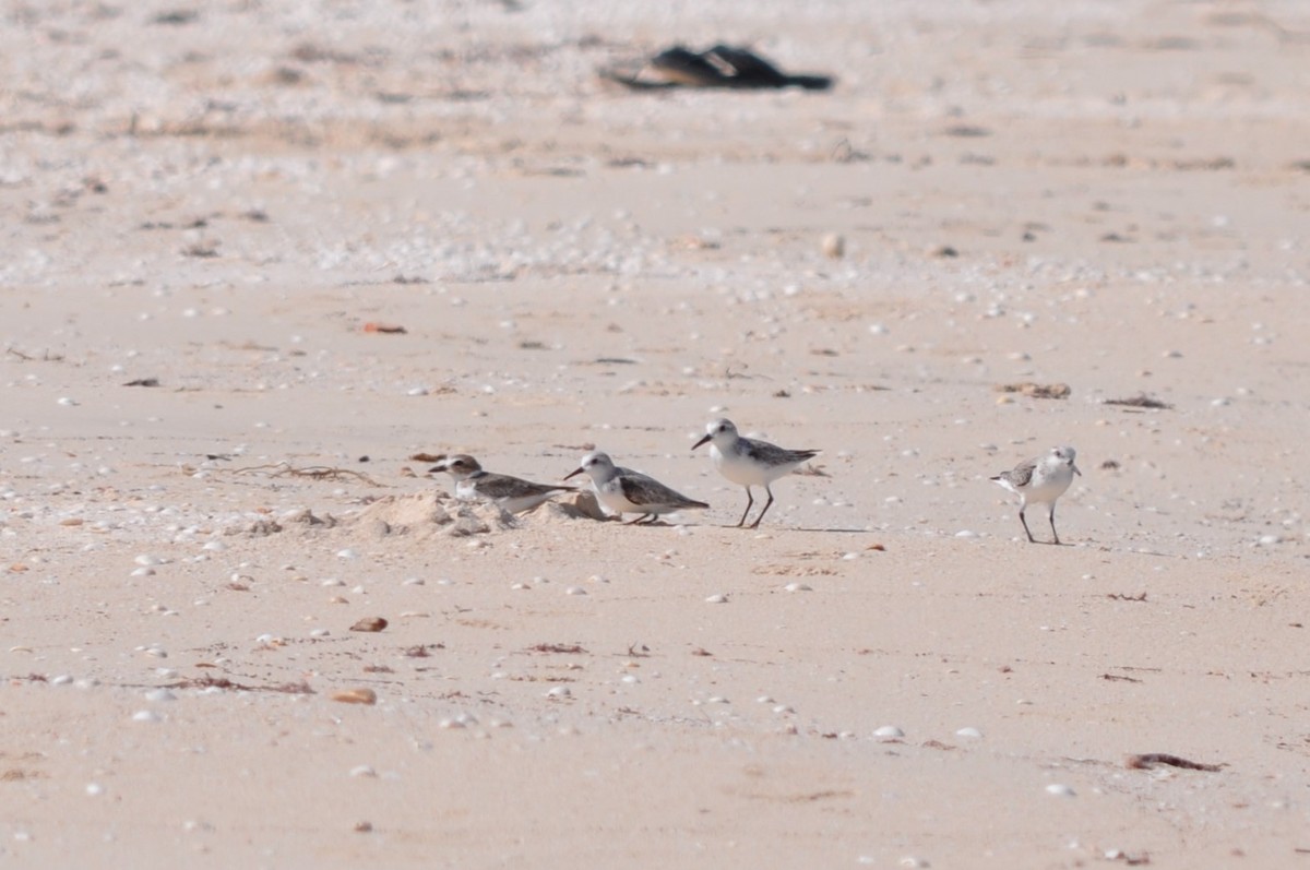 Sanderling - 🦜 Daniel Correia 🦜