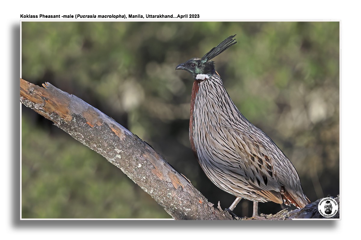 Koklass Pheasant - Saravanan Janakarajan