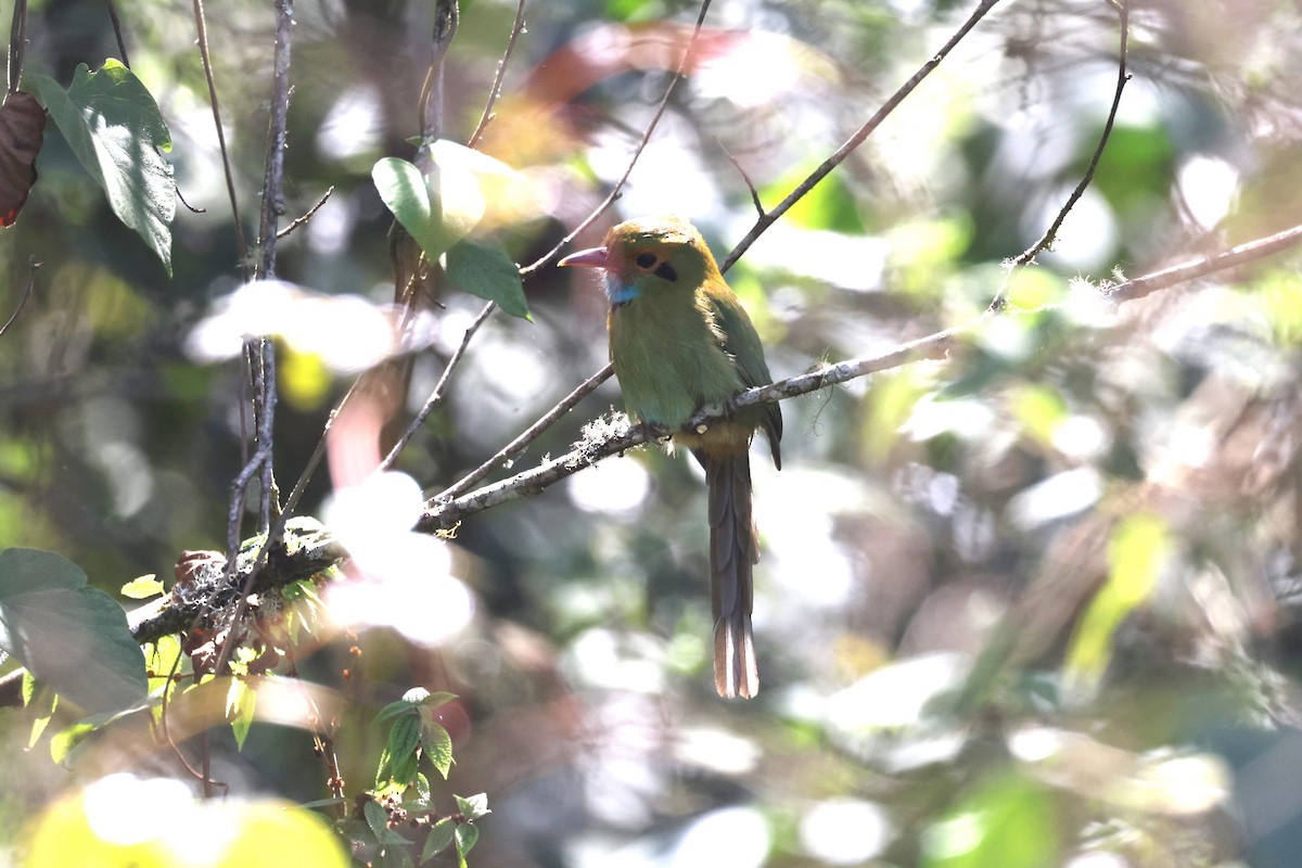 blåstrupemotmot - ML617272409