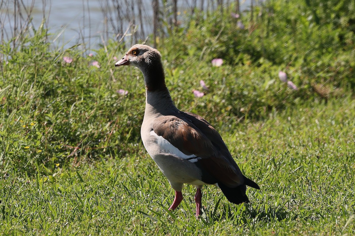 Egyptian Goose - James Wu