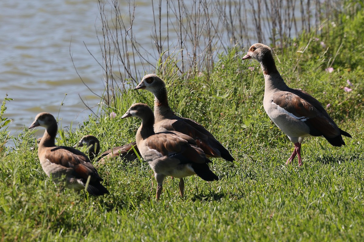 Egyptian Goose - ML617272439