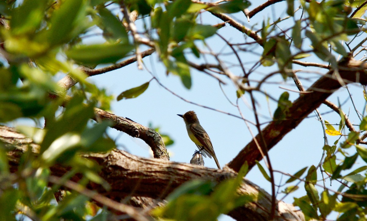 Dusky-capped Flycatcher - Jean and Bob Hilscher