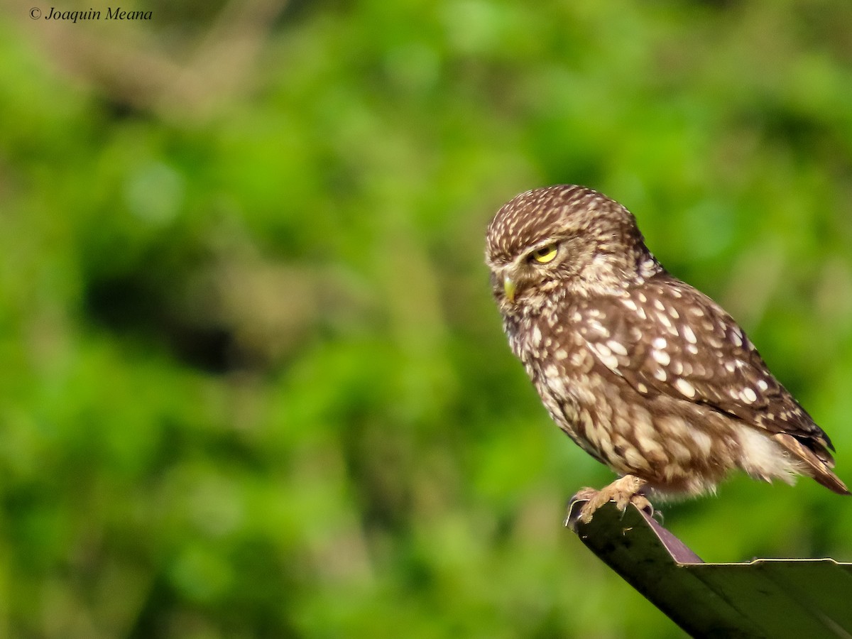 Little Owl - Joaquín Meana