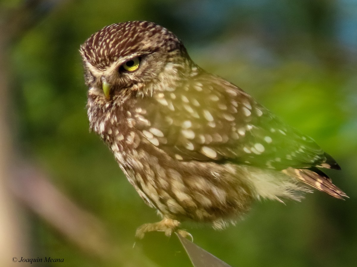 Little Owl - Joaquín Meana
