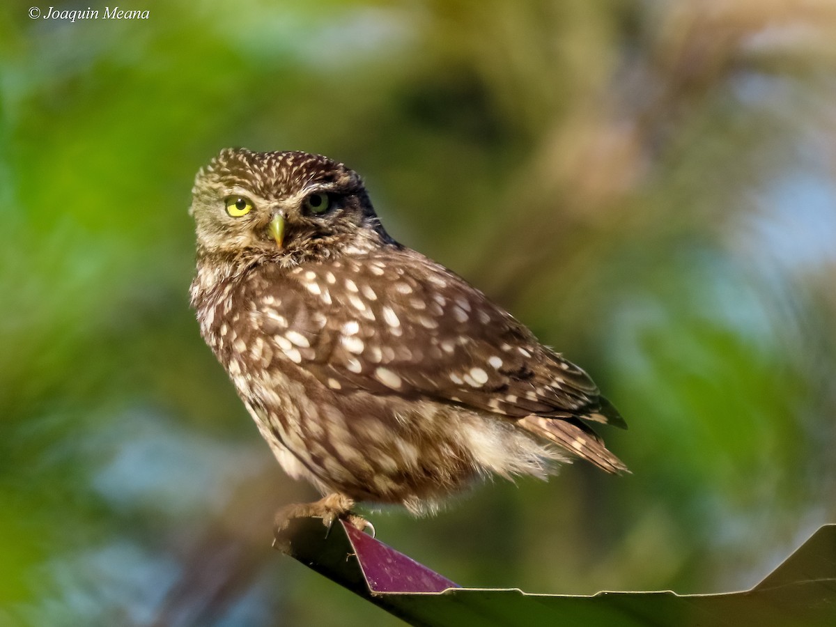 Little Owl - Joaquín Meana