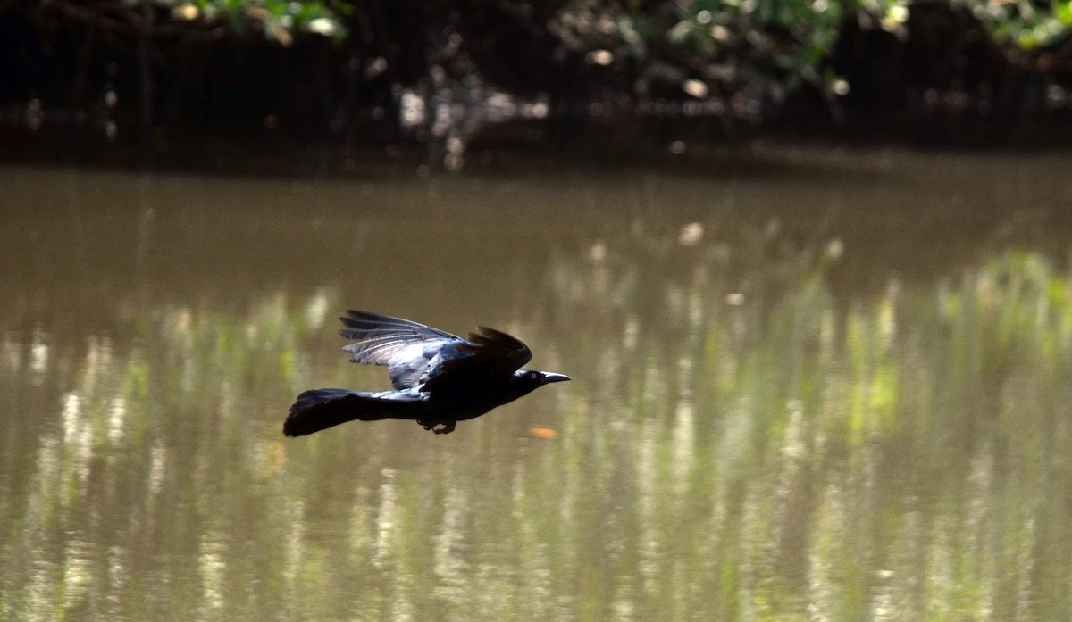 Great-tailed Grackle - ML617272534