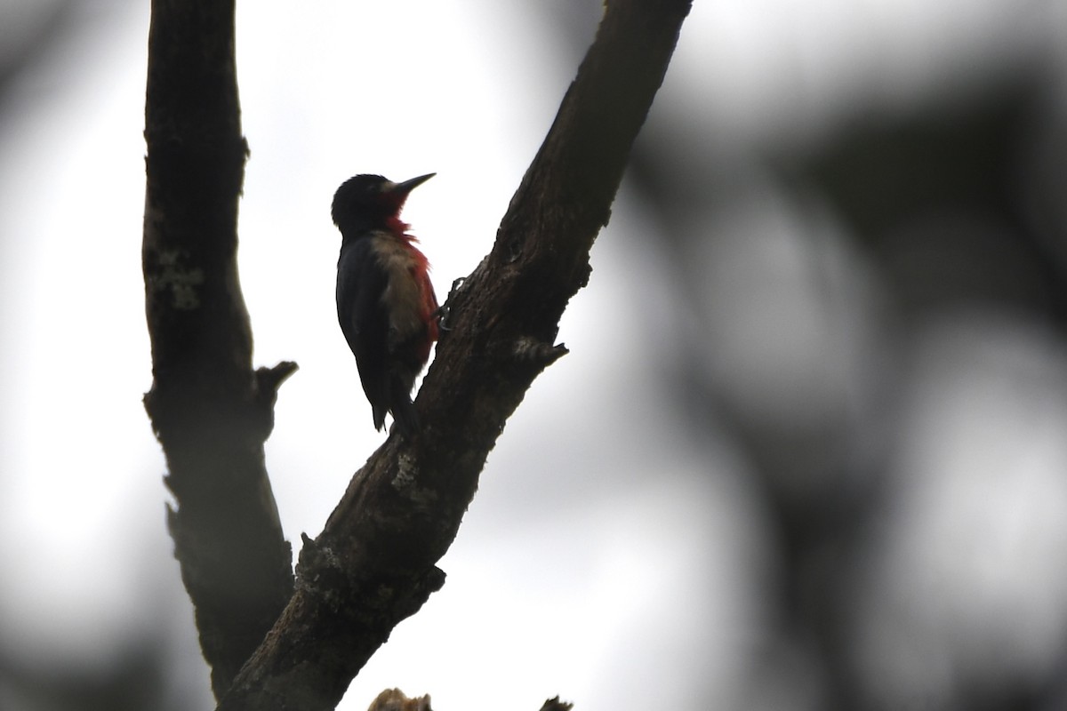 Puerto Rican Woodpecker - Brett Hillman