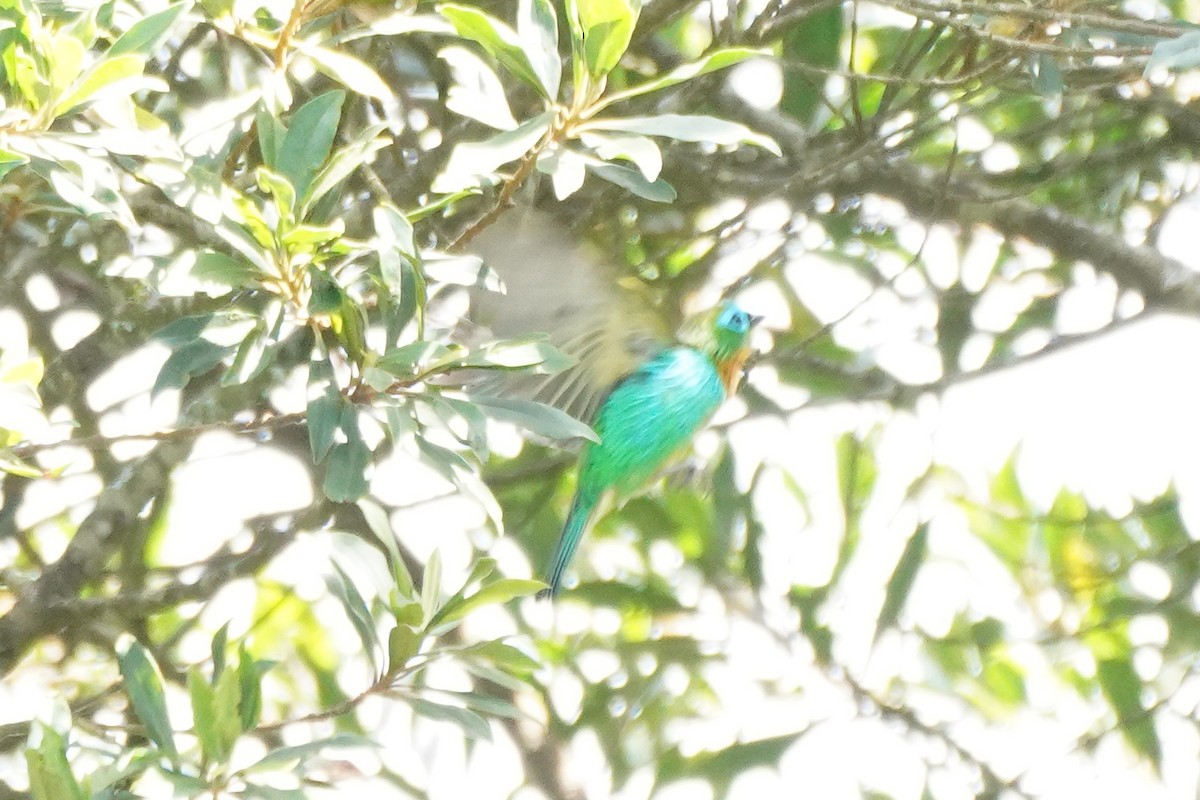 Brassy-breasted Tanager - Cameron Eckert