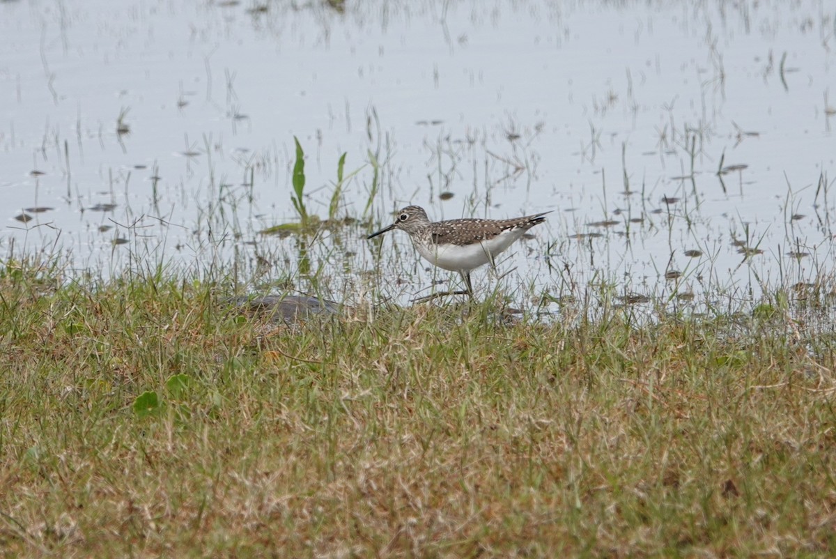 Solitary Sandpiper - ML617272604