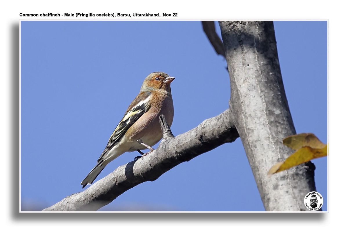 Common Chaffinch - ML617272652