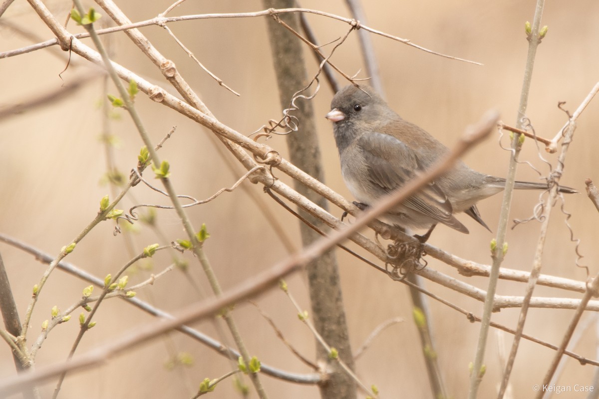 Dark-eyed Junco (Slate-colored) - ML617272660