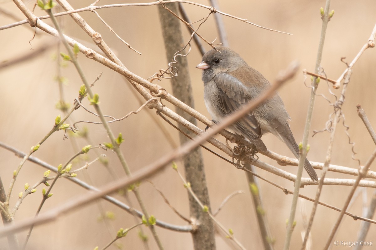 Dark-eyed Junco (Slate-colored) - ML617272661