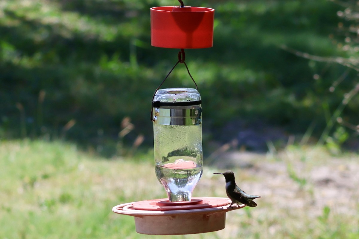 Black-chinned Hummingbird - ML617272785