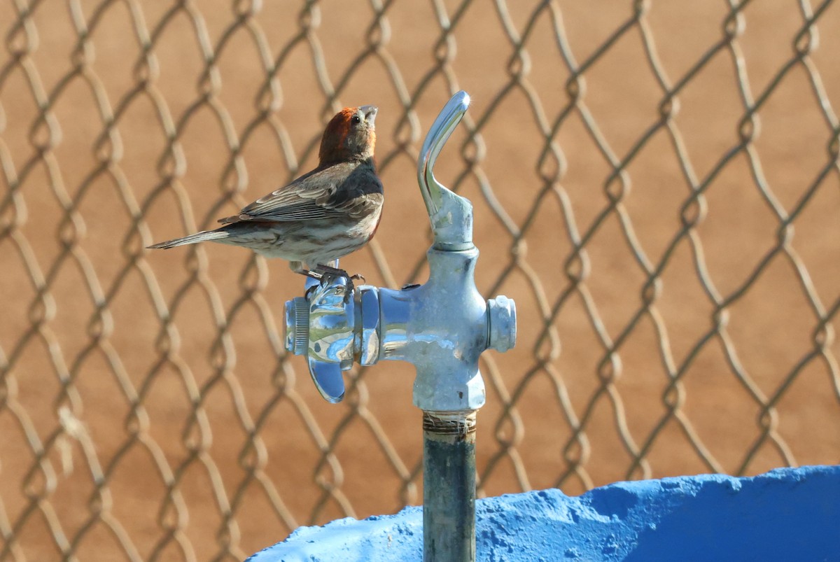 House Finch - ML617272795