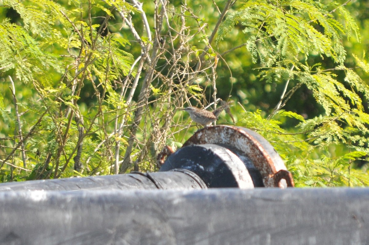 Yukatan Çıtkuşu - ML617272801