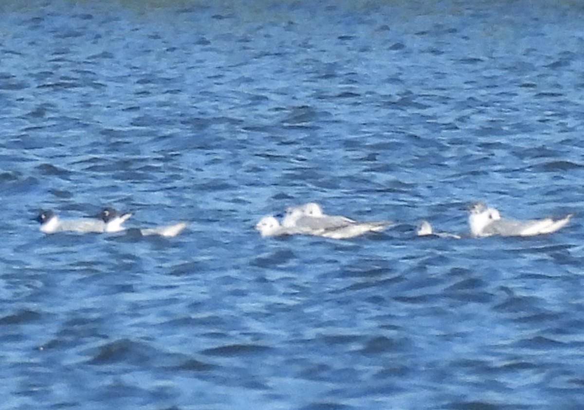 Bonaparte's Gull - Mark DiGiovanni