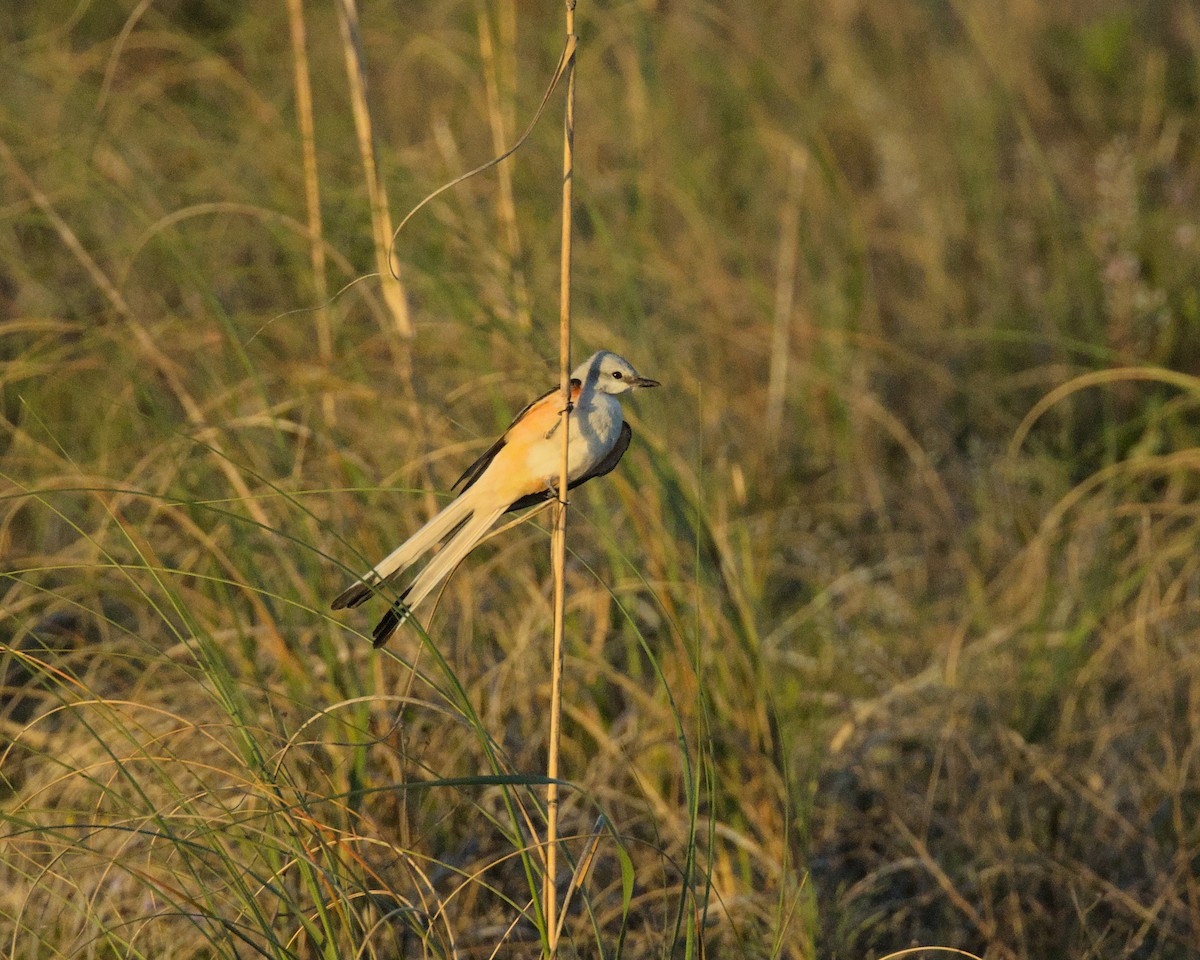 Scissor-tailed Flycatcher - Brenda Callaway