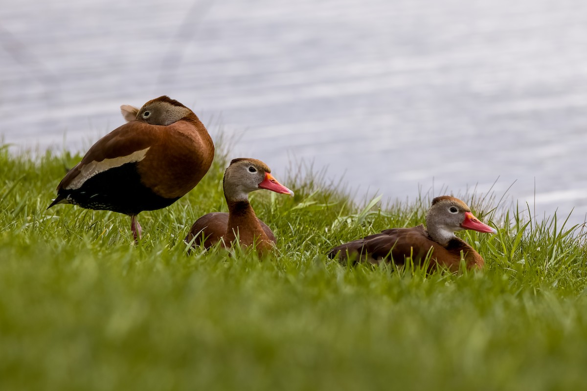 Black-bellied Whistling-Duck - ML617272883