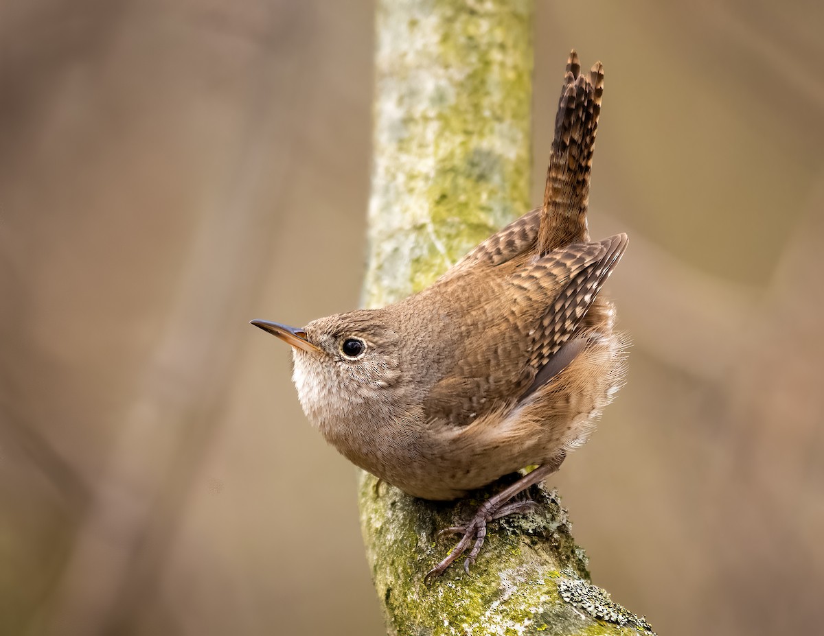Northern House Wren - ML617272904