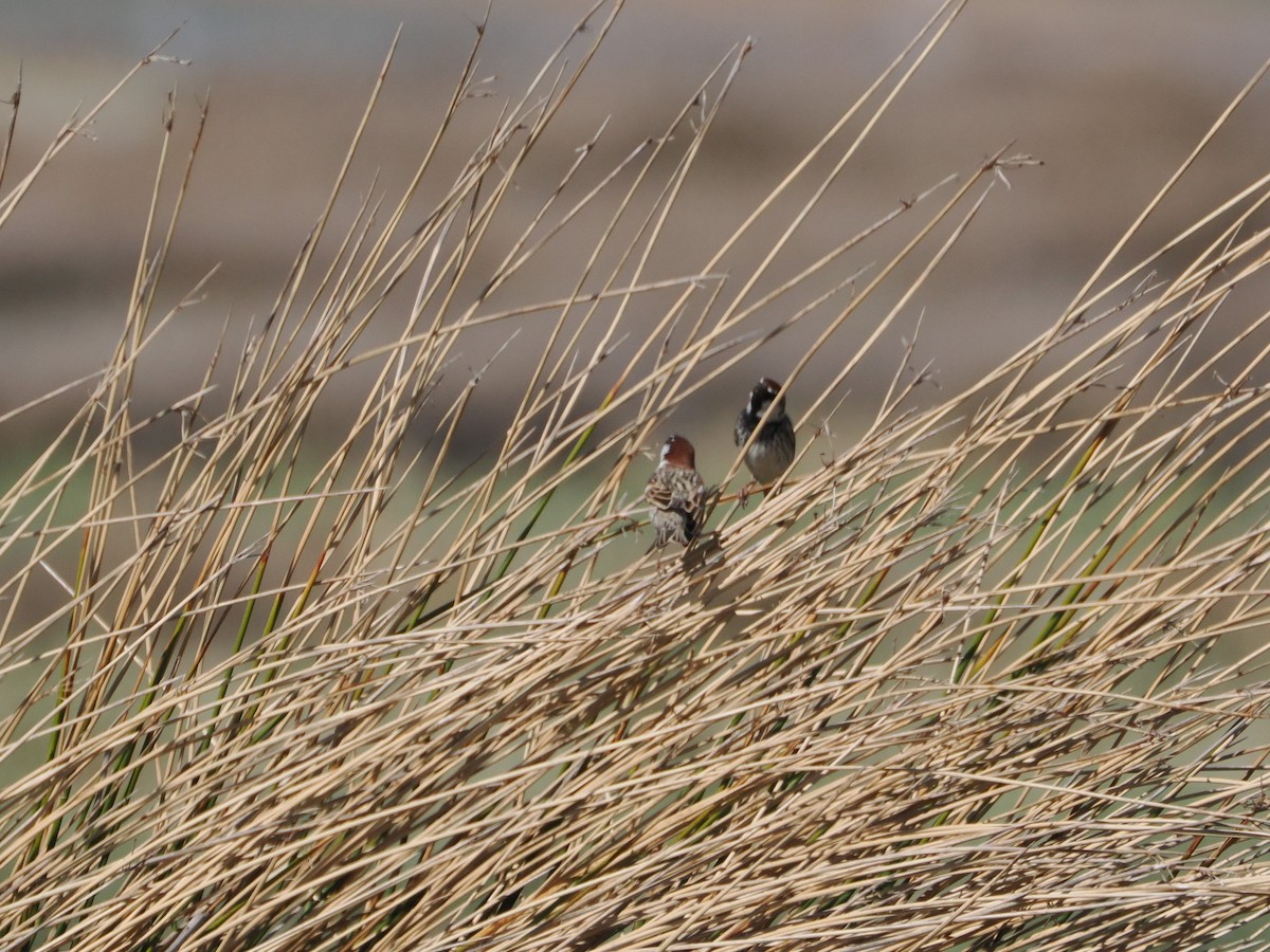 Spanish Sparrow - ML617272910