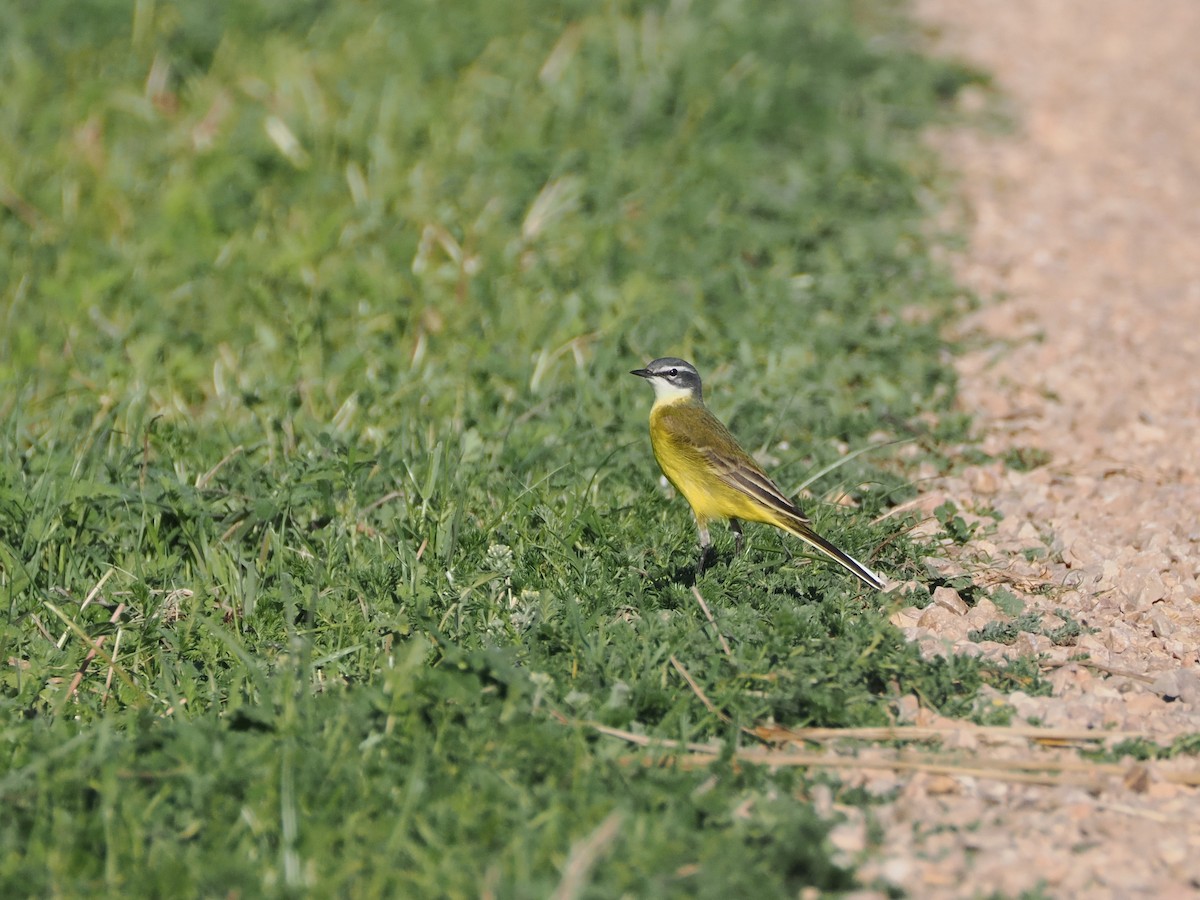 Western Yellow Wagtail - ML617272922