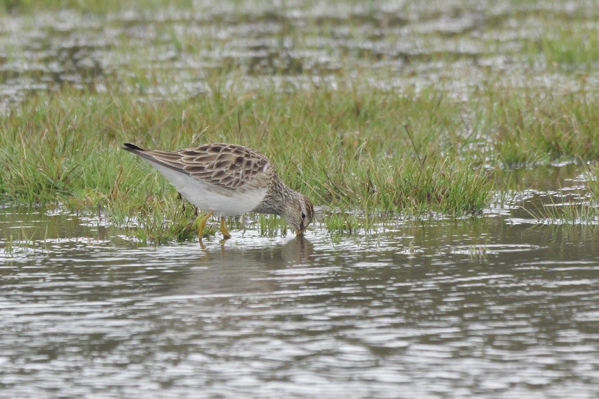 Bécasseau à poitrine cendrée - ML617272928