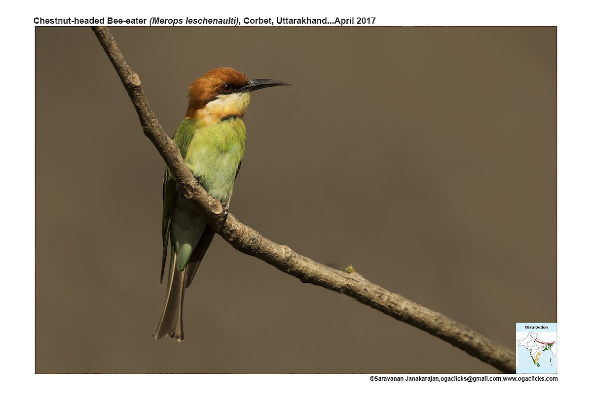Chestnut-headed Bee-eater - ML617272930