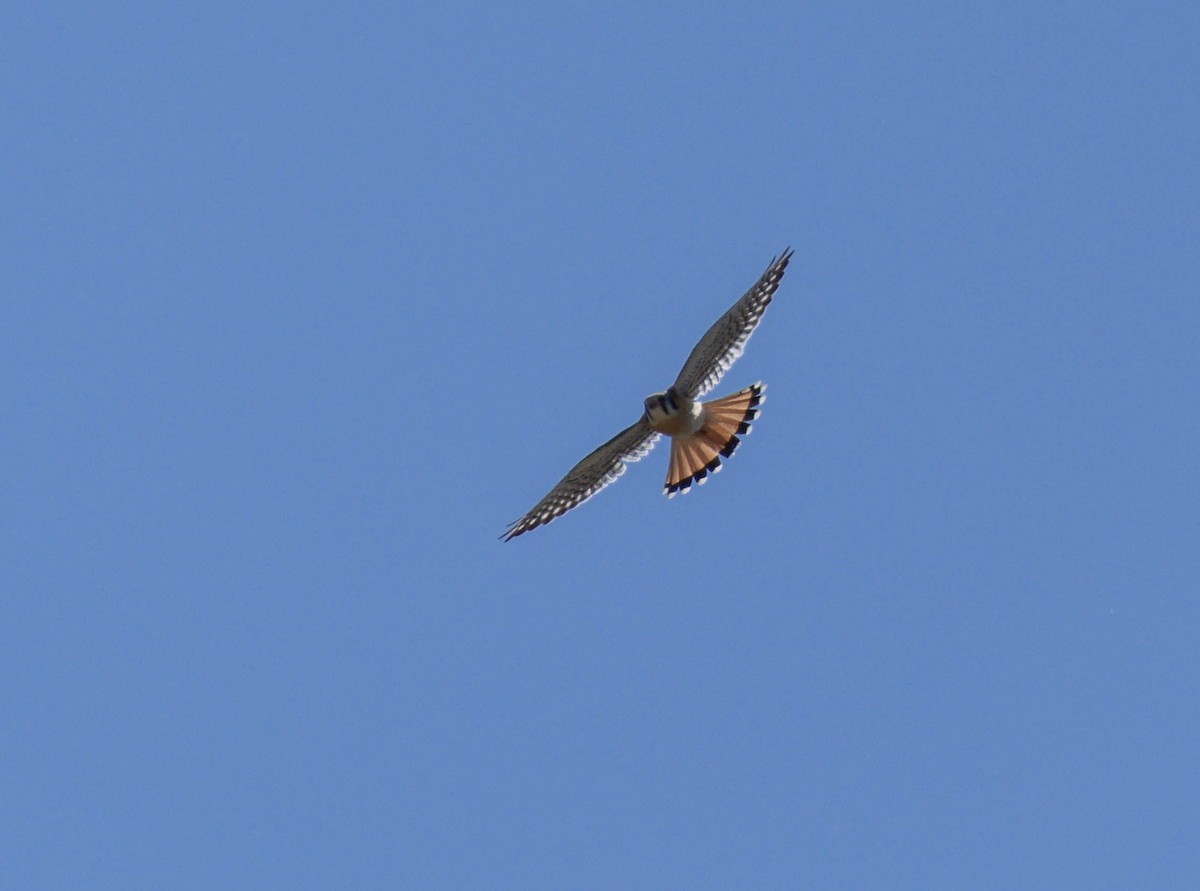 American Kestrel - Joe Aliperti