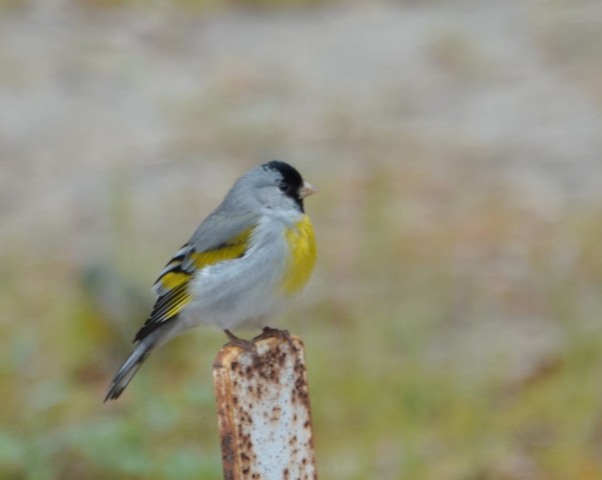 Lawrence's Goldfinch - ML617273038