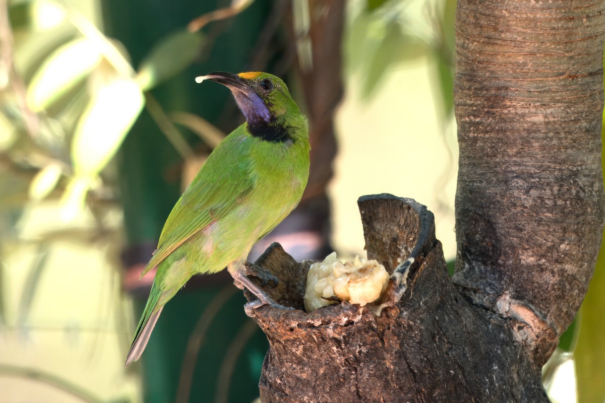 Golden-fronted Leafbird - ML617273057