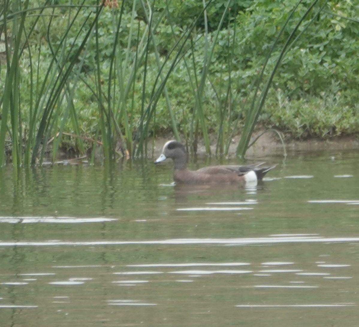 American Wigeon - ML617273062