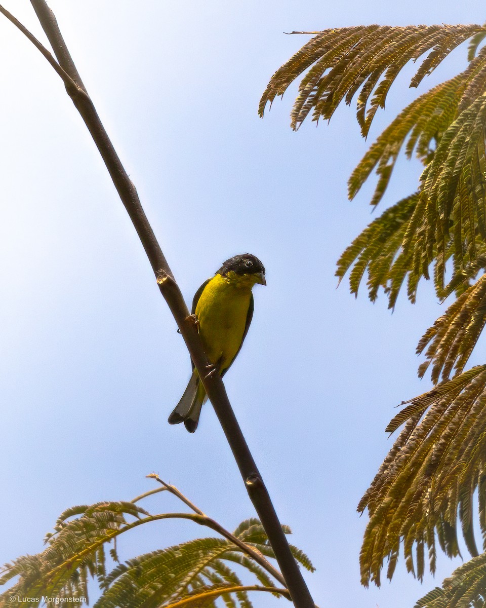 Lesser Goldfinch - ML617273064