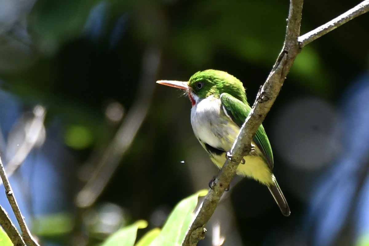 Puerto Rican Tody - Brett Hillman