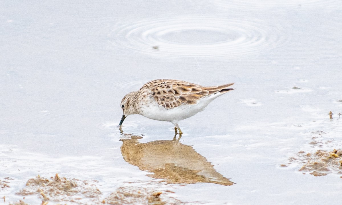 Least Sandpiper - ML617273075