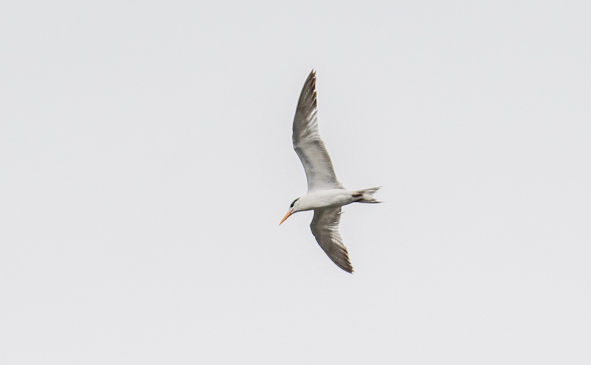 Royal Tern - ML617273084