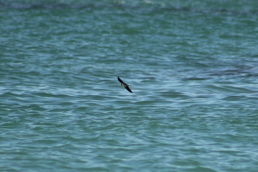 Barn Swallow - Joaquín Vidal Gil