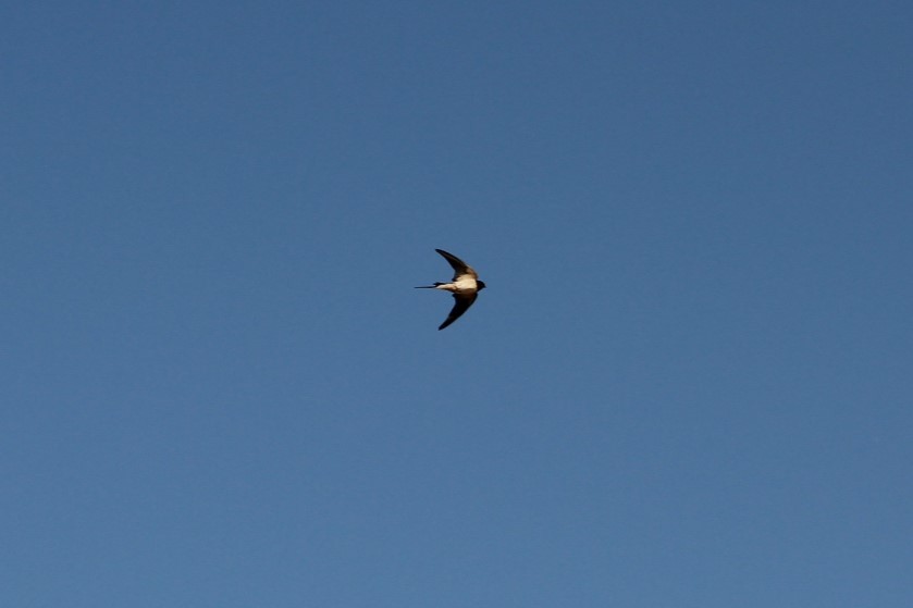 Barn Swallow - Joaquín Vidal Gil