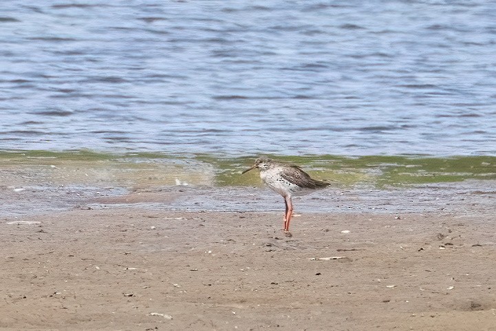 Common Redshank - A W