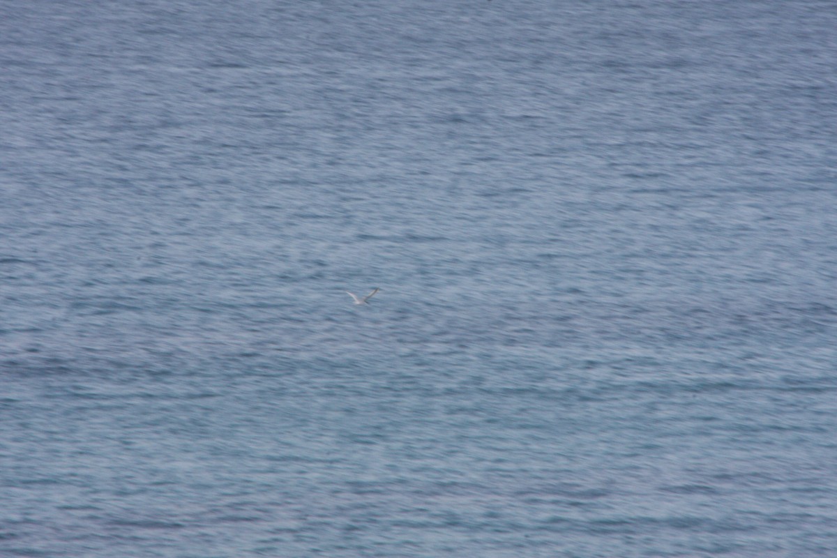 Sandwich Tern (Eurasian) - Avery Chan