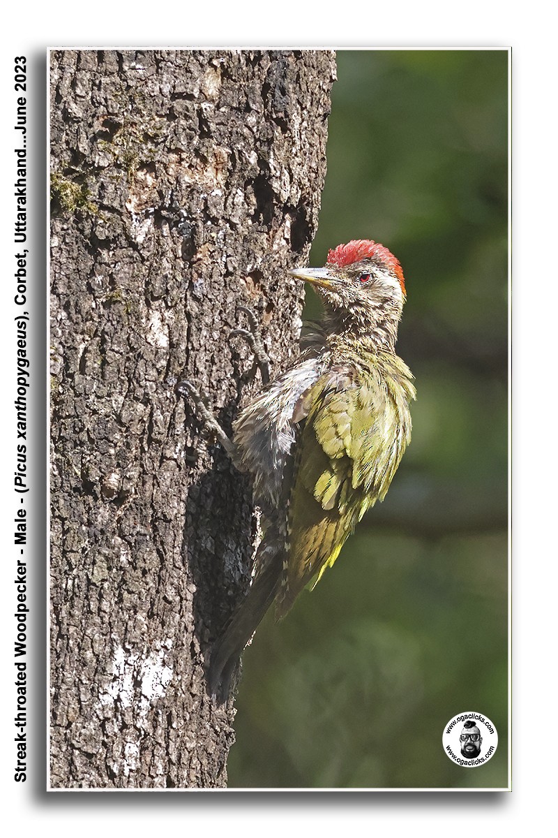 Streak-throated Woodpecker - ML617273147