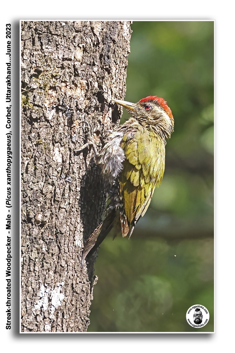 Streak-throated Woodpecker - ML617273149