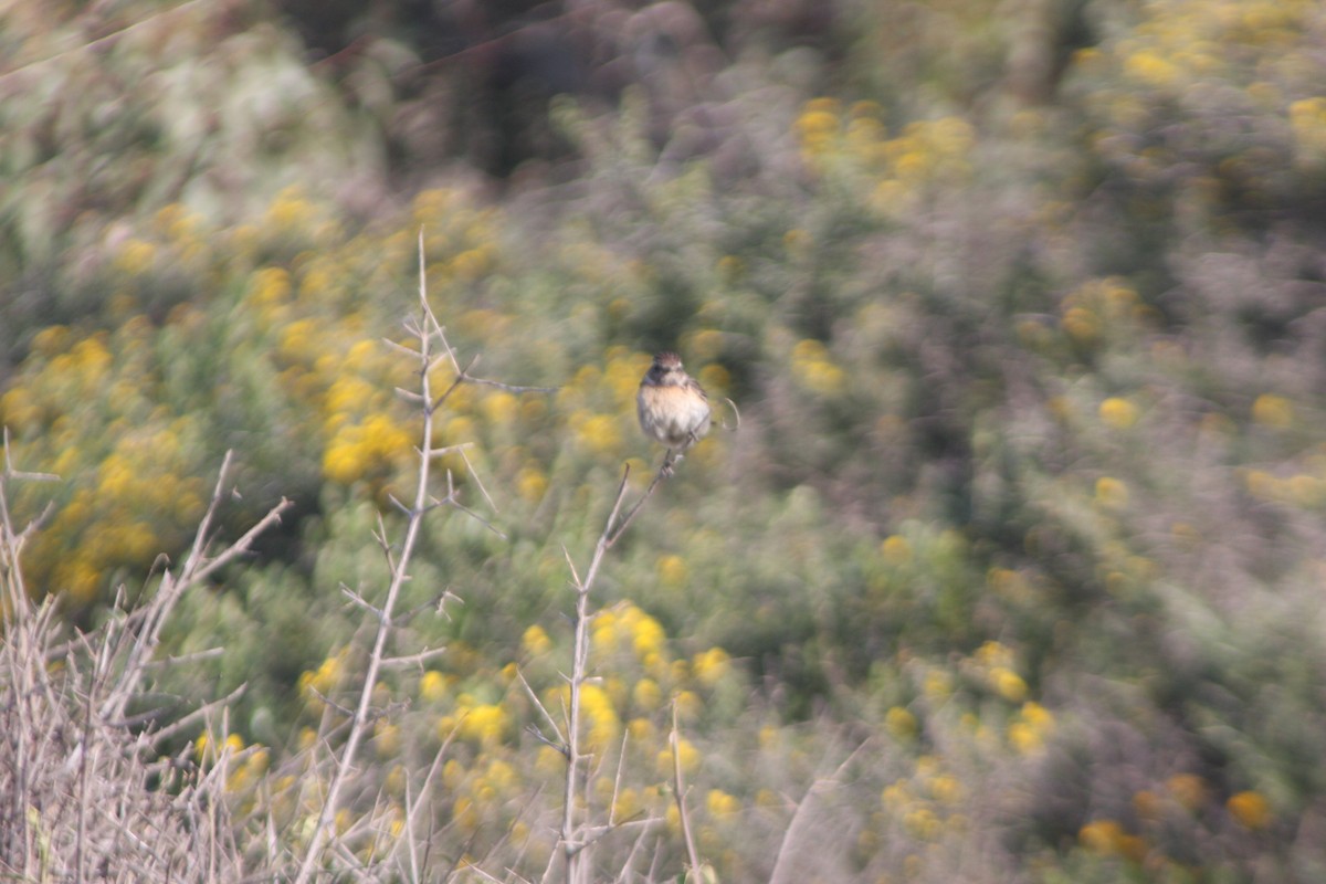 European Stonechat - Avery Chan