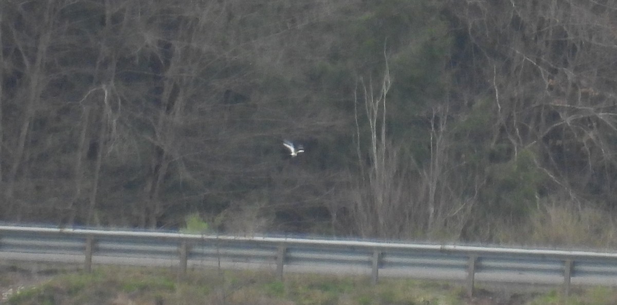 Forster's Tern - ML617273172